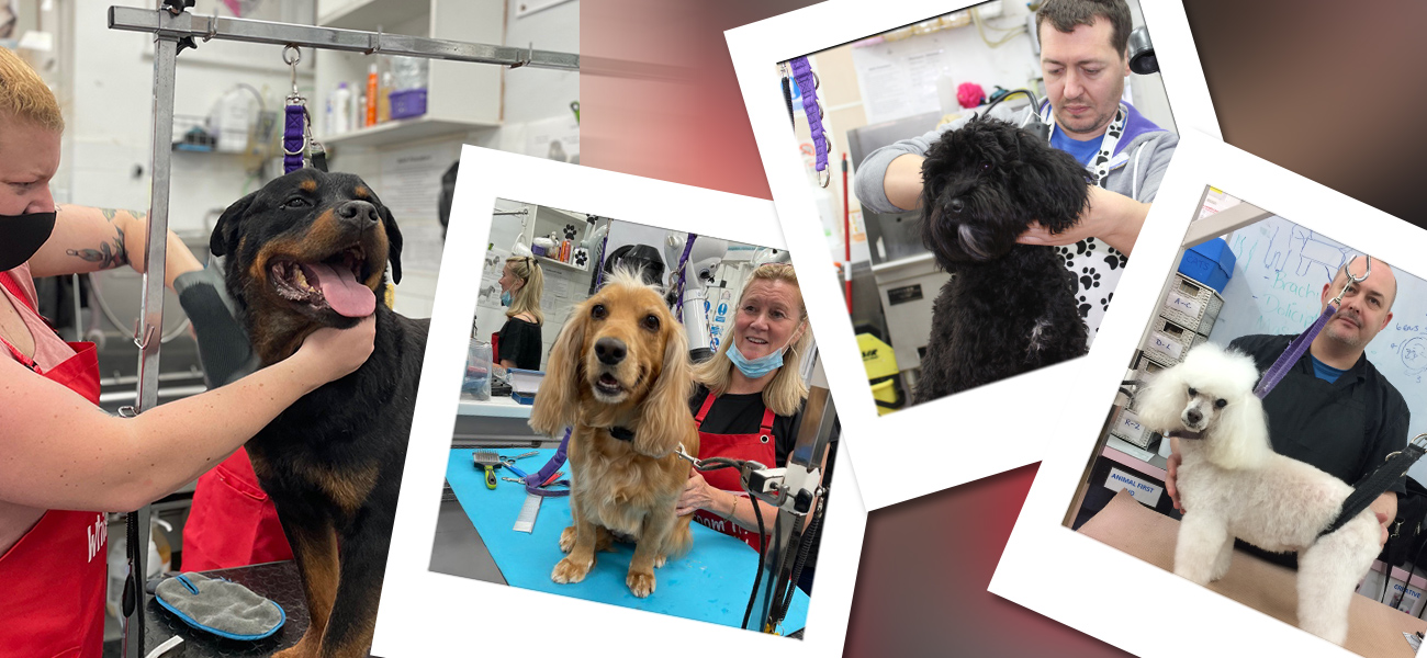 City & Guilds Level 3 certificate for Dog Grooming